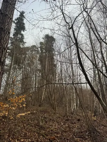 Prodej podílu lesa, Malá Bystřice, 5829 m2