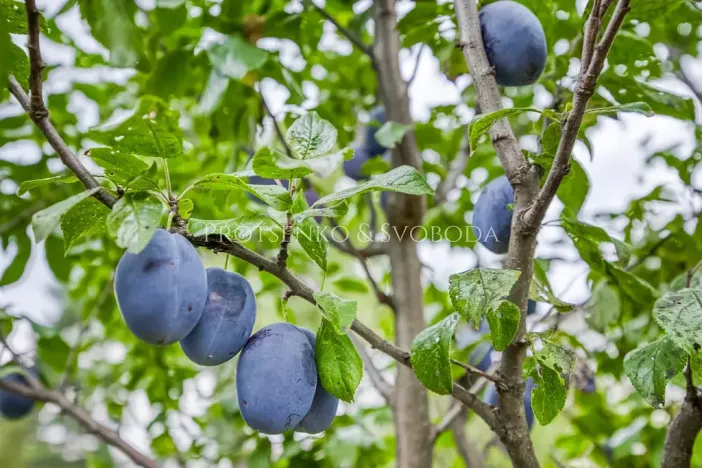 Prodej vily, České Budějovice, Lidická tř., 652 m2
