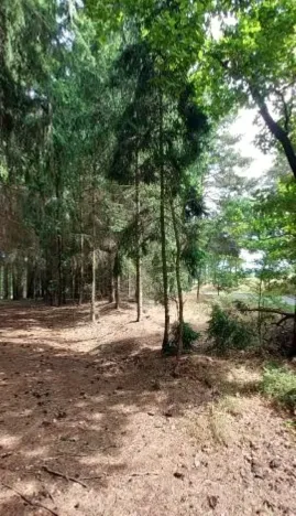 Prodej lesa, Červená Řečice, 214 m2