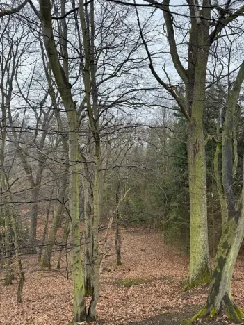 Prodej podílu lesa, Pertoltice, 4226 m2