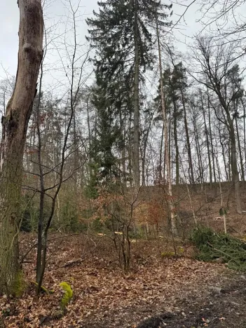 Prodej podílu lesa, Pertoltice, 4226 m2