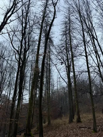 Prodej podílu lesa, Pertoltice, 4226 m2