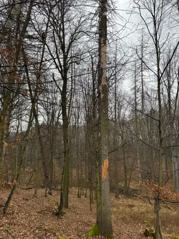 Prodej podílu lesa, Pertoltice, 4226 m2