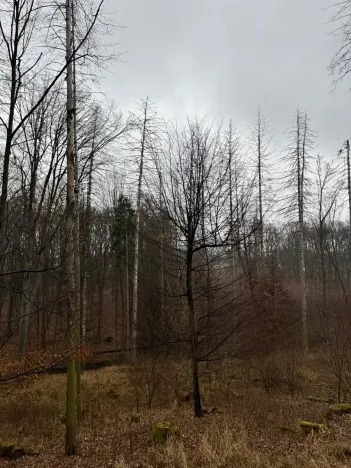 Prodej podílu lesa, Pertoltice, 4226 m2