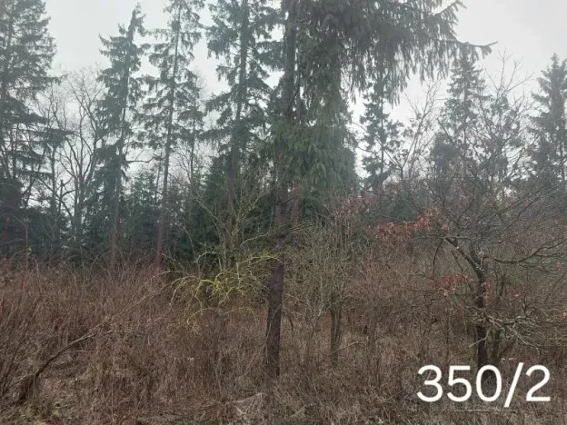 Prodej lesa, Nová Včelnice, 2797 m2