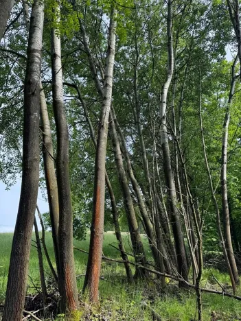 Prodej pozemku, Český Dub, 19364 m2