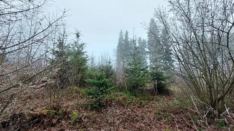 Prodej lesa, Nový Rychnov, 5967 m2