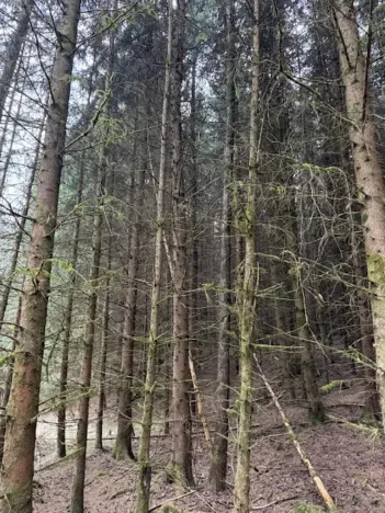 Prodej lesa, Mrákov, 34704 m2