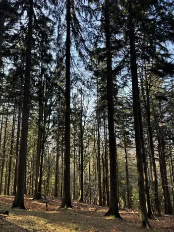 Prodej lesa, Liberec, 14111 m2