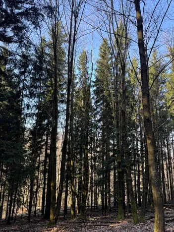 Prodej lesa, Liberec, 14111 m2