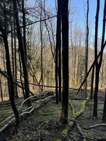 Prodej lesa, Liberec, 14111 m2