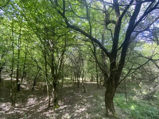 Prodej lesa, Šarovy, 11619 m2