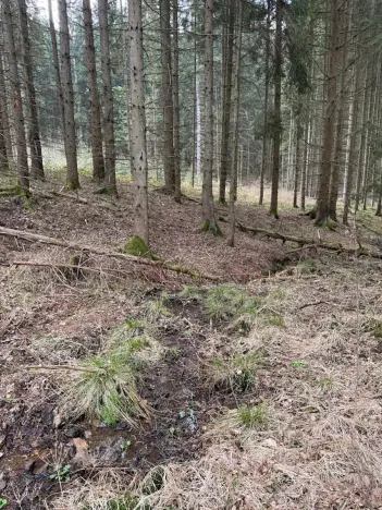 Prodej lesa, Žimutice, 2720 m2