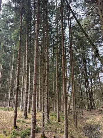 Prodej lesa, Žimutice, 2720 m2