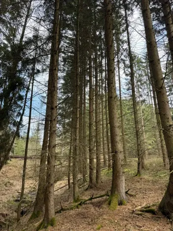 Prodej lesa, Žimutice, 2720 m2