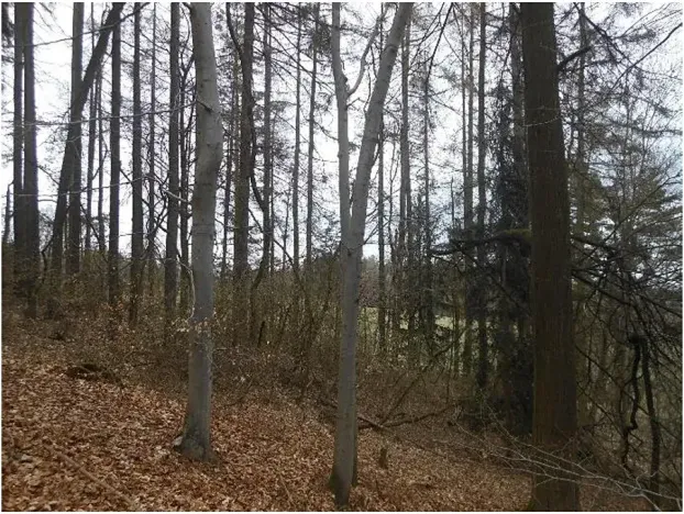 Prodej podílu lesa, Postřelmůvek, 5208 m2