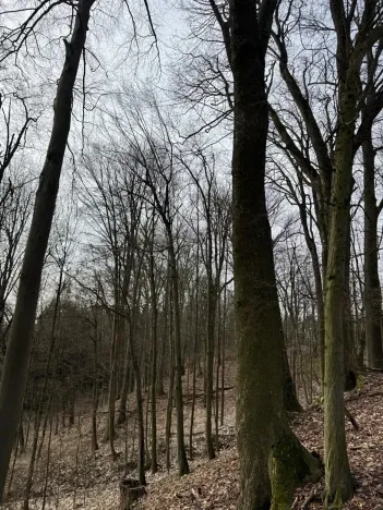 Prodej podílu lesa, Maletín, 10553 m2