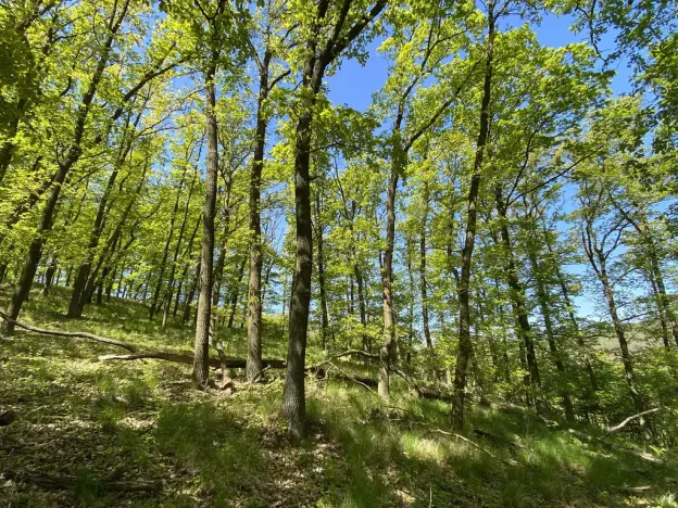 Prodej lesa, Silůvky, 1519 m2