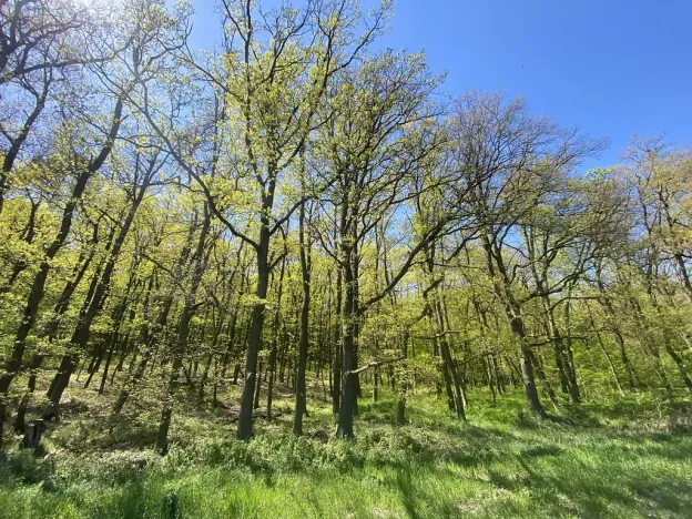 Prodej lesa, Silůvky, 521 m2