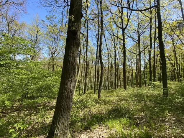 Prodej lesa, Silůvky, 521 m2