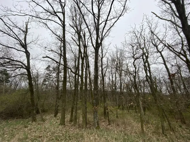 Prodej lesa, Silůvky, 375 m2