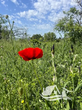 Prodej rodinného domu, Goritsa, Bulharsko, 50 m2