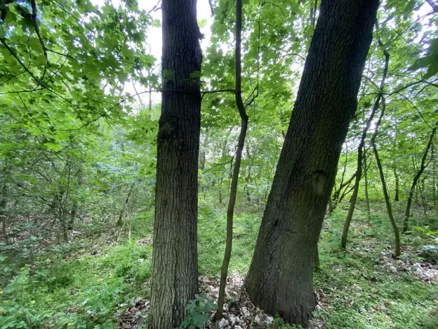 Prodej lesa, Silůvky, 697 m2