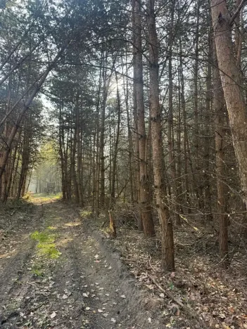 Prodej lesa, Horušice, 9643 m2
