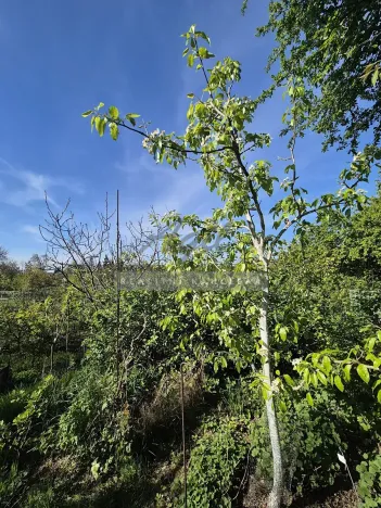 Prodej zahrady, Šlapanice, 257 m2