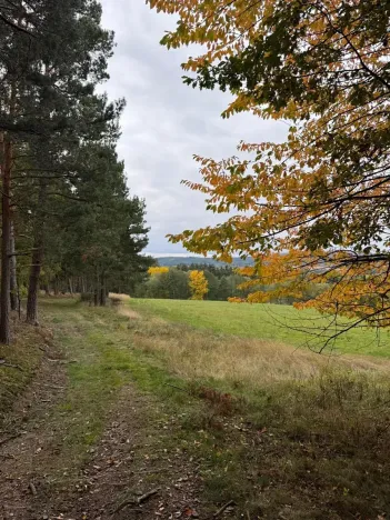 Prodej lesa, Chrášťany, 5167 m2