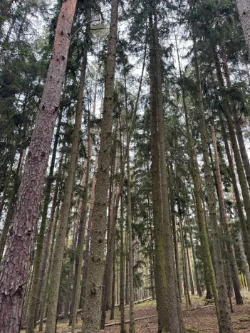 Prodej lesa, Chrášťany, 5167 m2