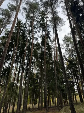 Prodej lesa, Chrášťany, 3640 m2