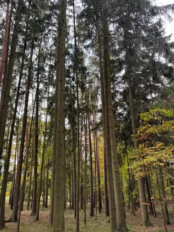 Prodej lesa, Chrášťany, 3640 m2