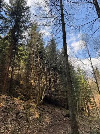 Prodej lesa, Železný Brod, 4901 m2