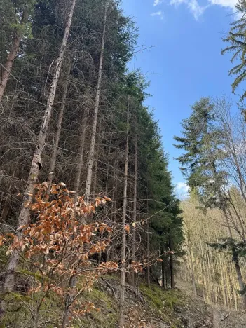 Prodej lesa, Železný Brod, 4901 m2