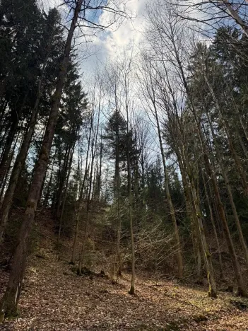 Prodej lesa, Železný Brod, 4901 m2