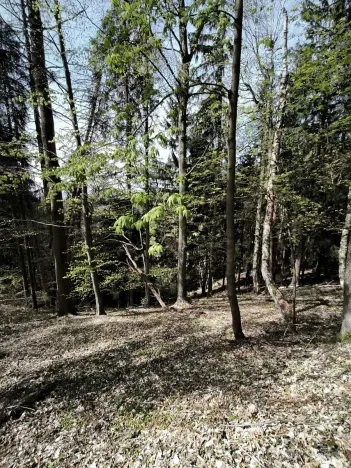 Prodej lesa, Dobřany, 12043 m2