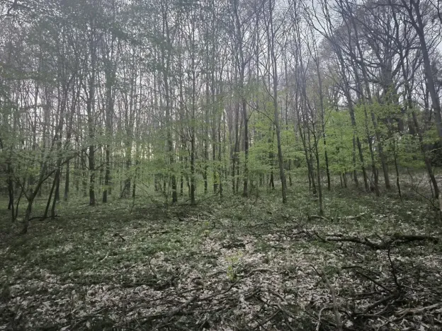 Prodej lesa, Úštěk, 9179 m2
