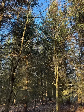 Prodej lesa, Poleň, 7982 m2