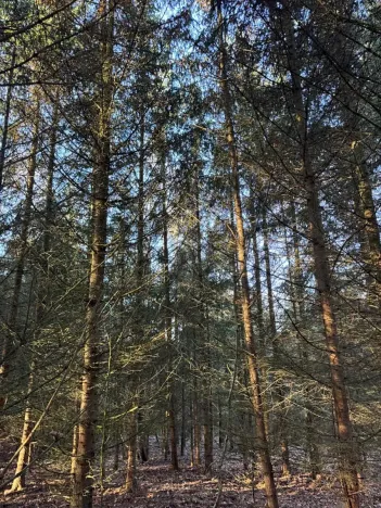 Prodej lesa, Poleň, 7982 m2