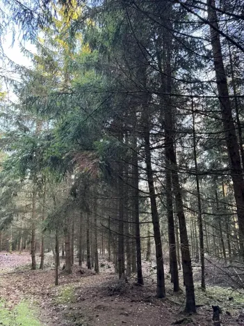 Prodej lesa, Poleň, 7982 m2