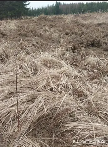 Prodej lesa, Dolní Hořice, 6269 m2