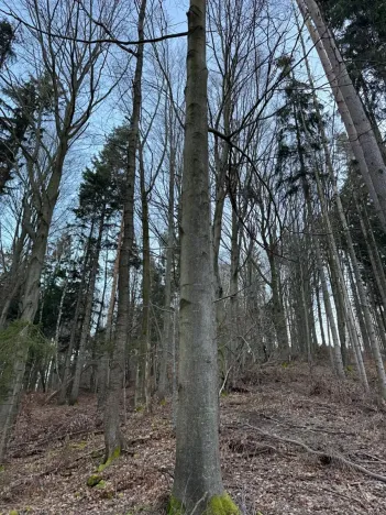 Prodej lesa, Zděchov, 5729 m2