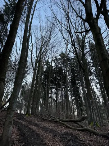 Prodej lesa, Zděchov, 5729 m2