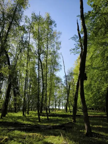 Prodej lesa, Řepín, 5226 m2