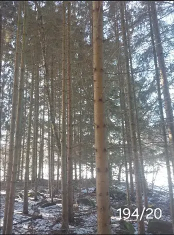 Prodej lesa, Dívčí Kopy, 1088 m2