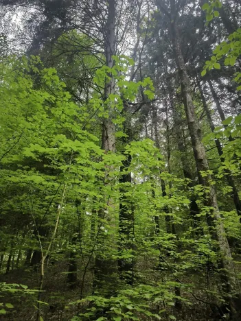 Prodej lesa, Liberec, 10902 m2