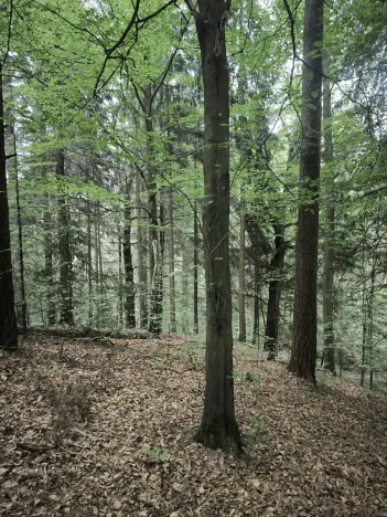 Prodej lesa, Liberec, 10902 m2