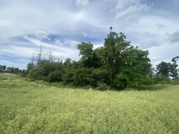 Prodej lesa, Slavičky - Pozďátky, 560 m2
