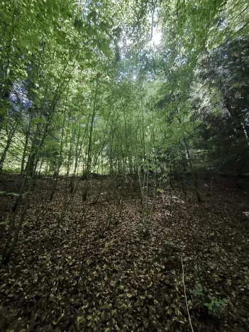 Prodej lesa, Nový Hrozenkov, 21241 m2